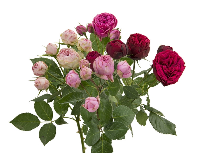 <h4>ROSA GARDEN PIANO LINE VARIADA 060 CM</h4>