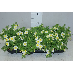 Calibrachoa White