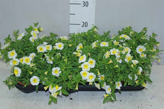 <h4>Calibrachoa White</h4>