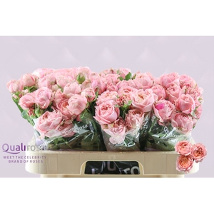 R Tr Julietta -in box