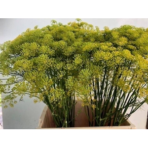 ANET GRAVEOLENS