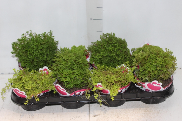 <h4>MUSGO VARIADO C13</h4>