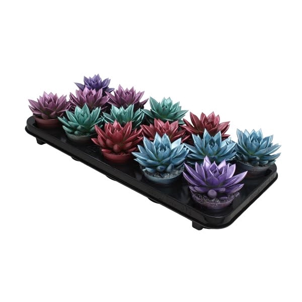 <h4>Echeveria Metallic mix</h4>