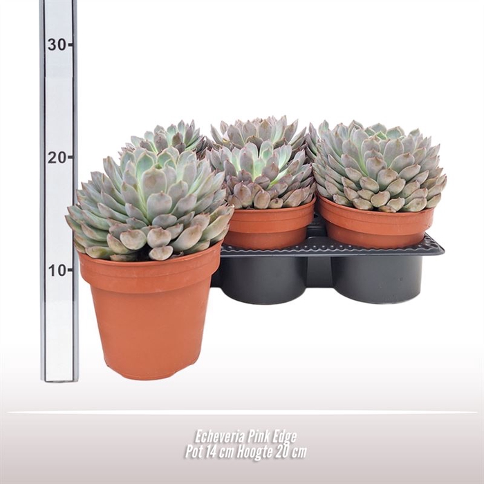 <h4>Echeveria overig</h4>