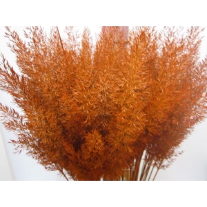 Calamagrostis Brachy Oranje