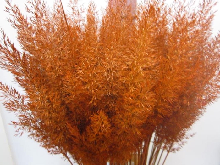 <h4>Calamagrostis Brachy Oranje</h4>