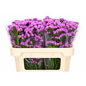 Limonium Sinuatum Pink Rosa
