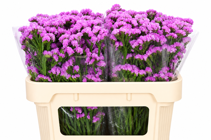 <h4>Limonium Sinuatum Pink Rosa</h4>