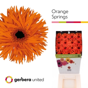 Ge Gr Orange Springs