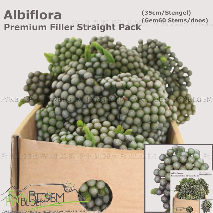 <h4>BRUN ALBIFLORA</h4>