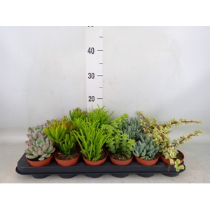 Succulents   ...mix 6