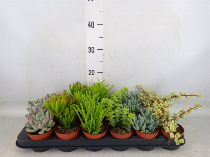 <h4>Succulents   ...mix 6</h4>