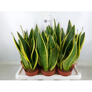 Sansevieria trifa. 'Futura Superba'