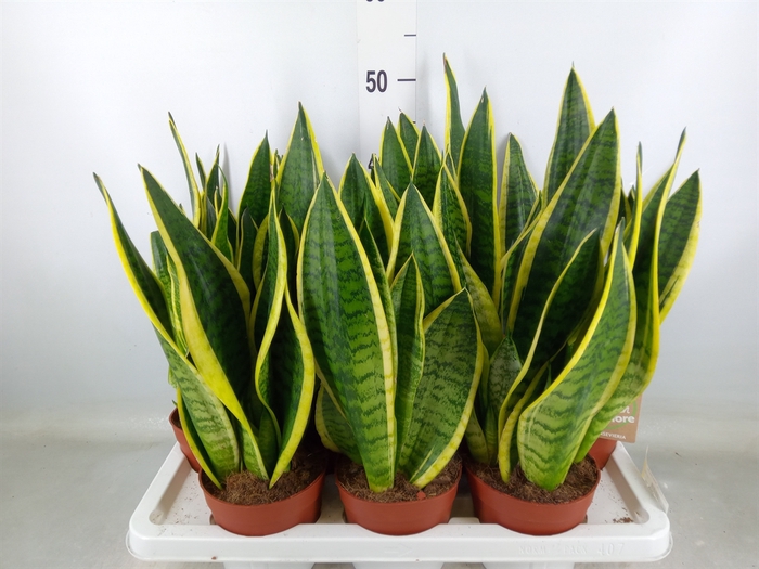 <h4>Sansevieria trifa. 'Futura Superba'</h4>