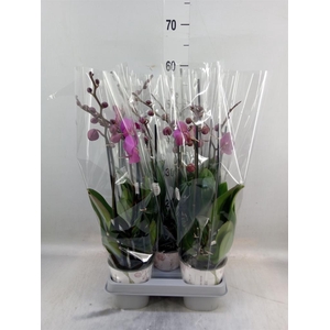 Phalaenopsis   ...mix