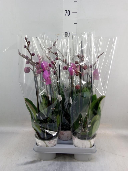 <h4>Phalaenopsis   ...mix</h4>