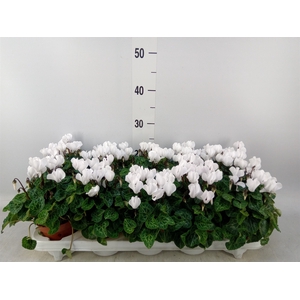 Cyclamen KL 'Carino'