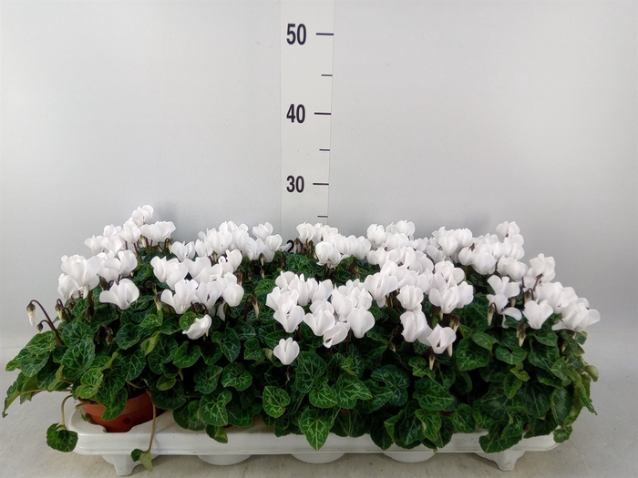 <h4>Cyclamen KL 'Carino'</h4>