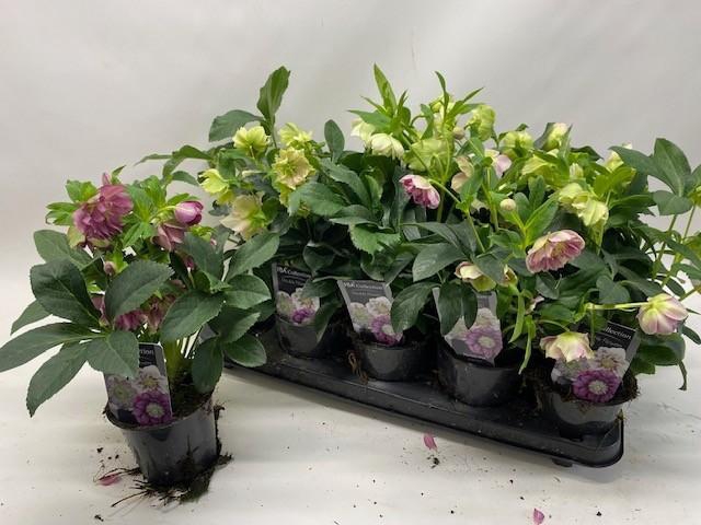 <h4>HELL ORIENTALIS</h4>