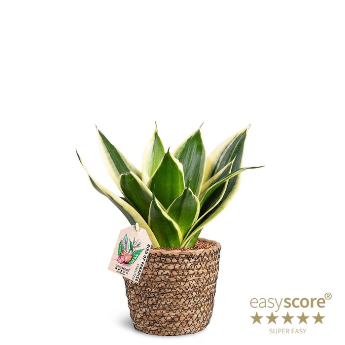 <h4>SANSEVIERIA TRIFASCIATA p12 basket pagoda</h4>
