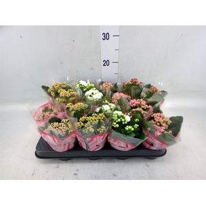 Kalanchoe blos.   ..rosebud mix  5