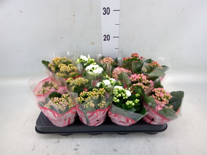 <h4>Kalanchoe blos.   ..rosebud mix  5</h4>