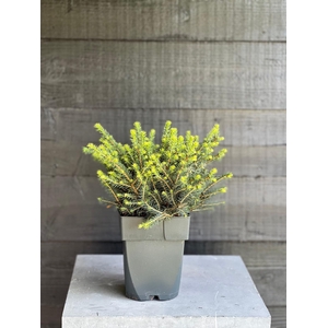 Picea omorika 'Karel' P17