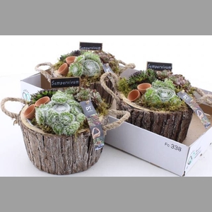 ARR SEMPERVIVUM