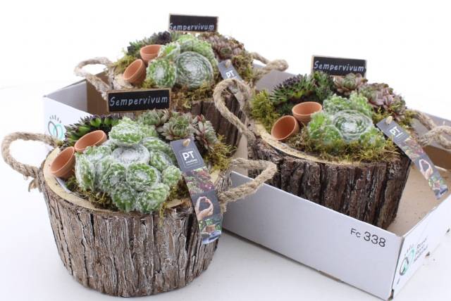 <h4>ARR SEMPERVIVUM</h4>