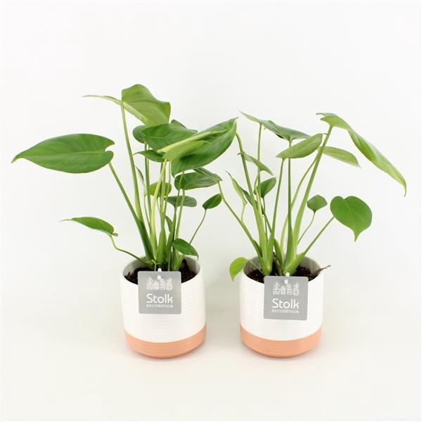 <h4>Monstera in Milou keramiek</h4>
