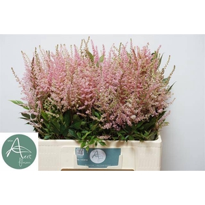 Astilbe erica