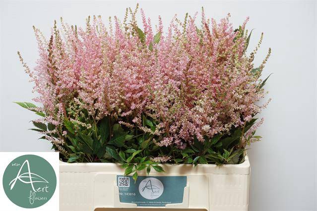<h4>Astilbe erica</h4>