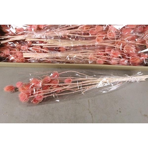 Df Dipsacus Light Pink Bs 130g