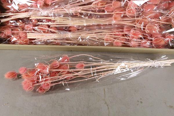 Df Dipsacus Light Pink Bs 130g