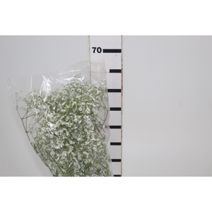 GYPSOPHILA DYNAMIC LOVE 070 CM