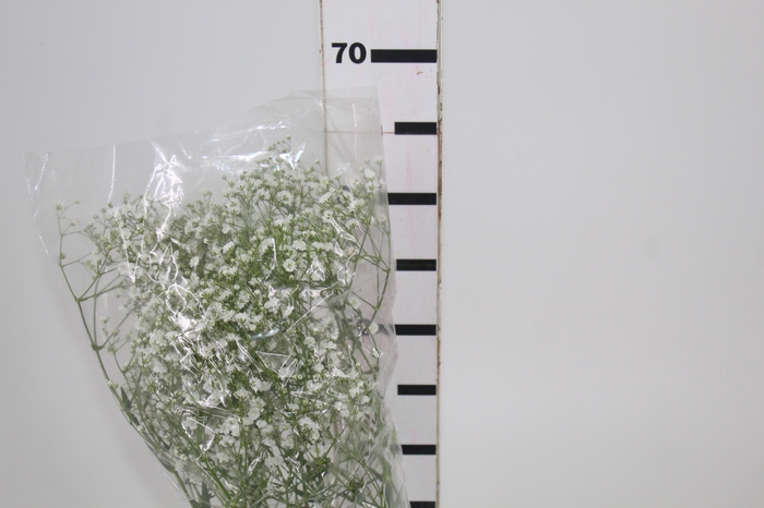 <h4>GYPSOPHILA DYNAMIC LOVE 070 CM</h4>