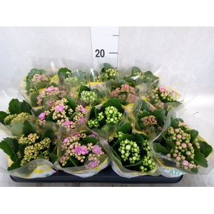 Kalanchoe blos.   ..rosebud mix  5