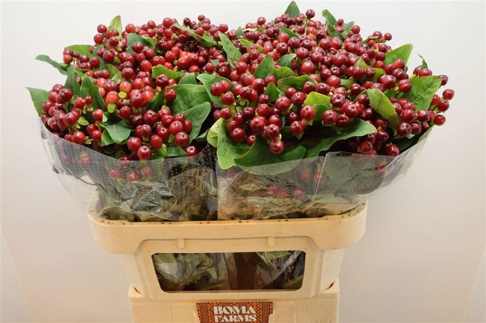 <h4>HYP MAG CHERRY</h4>