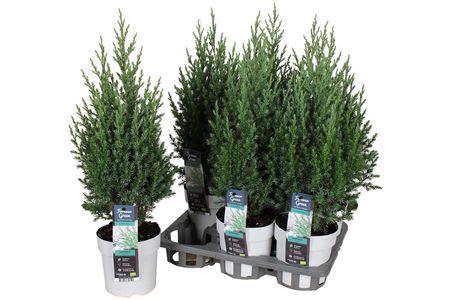 Juni Ch Stricta