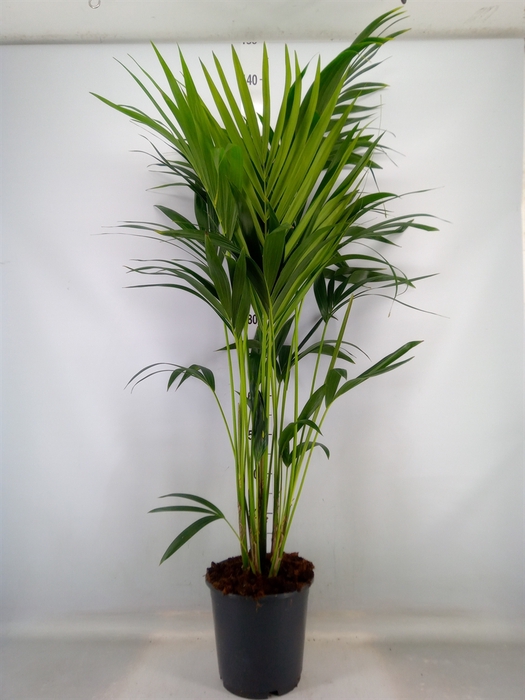 <h4>Howea forsteriana</h4>