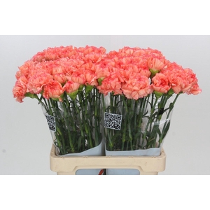 Dianthus St Goopy Geer