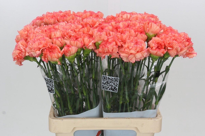 <h4>Dianthus St Goopy Geer</h4>