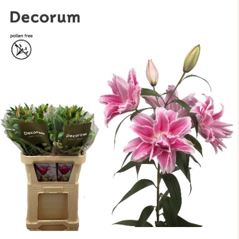 <h4>LILIUM ORI. DB 'ROSELILY ISABELLA'</h4>