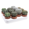 Cactus Overig gemengd P6,5 kogelmix, CA6006
