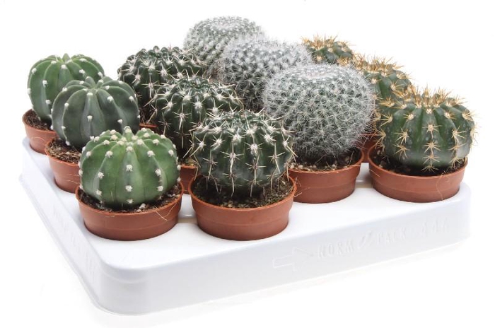 Cactus Overig gemengd P6,5 kogelmix, CA6006