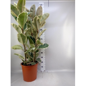 Ficus elastica 'Tineke'