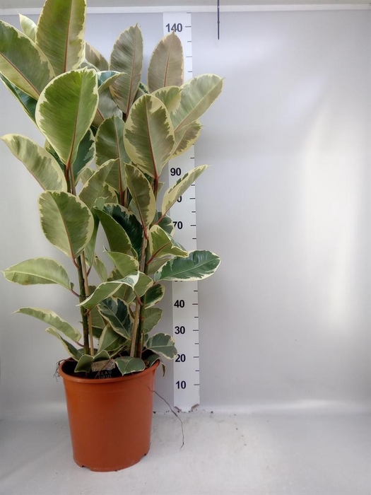 <h4>Ficus elastica 'Tineke'</h4>