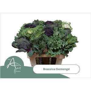 Brassica Mixed