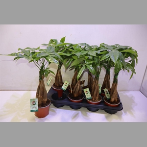 Pachira Aquatica Gevlochten Stam