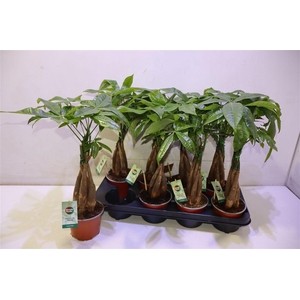 arr8 Pachira Aquatica Gevlochten Stam